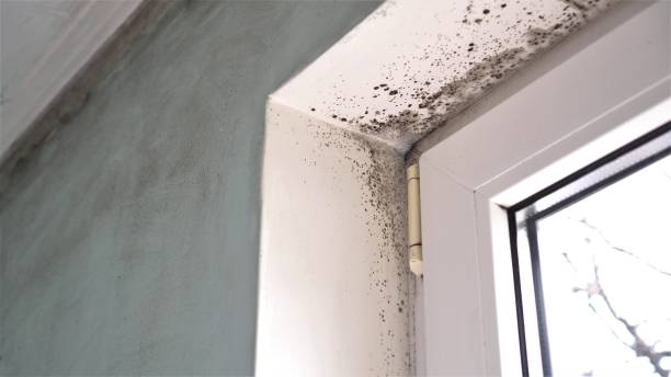 Mold Removal Process in Cordry Sweetwater Lakes, IN