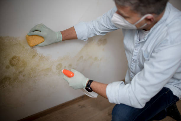Best Residential Mold Removal  in Cordry Sweetwater Lakes, IN